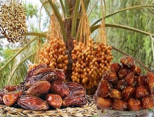 تصویر 1 از خرما زاهدی اصل مرغوب با قیمت مناسب